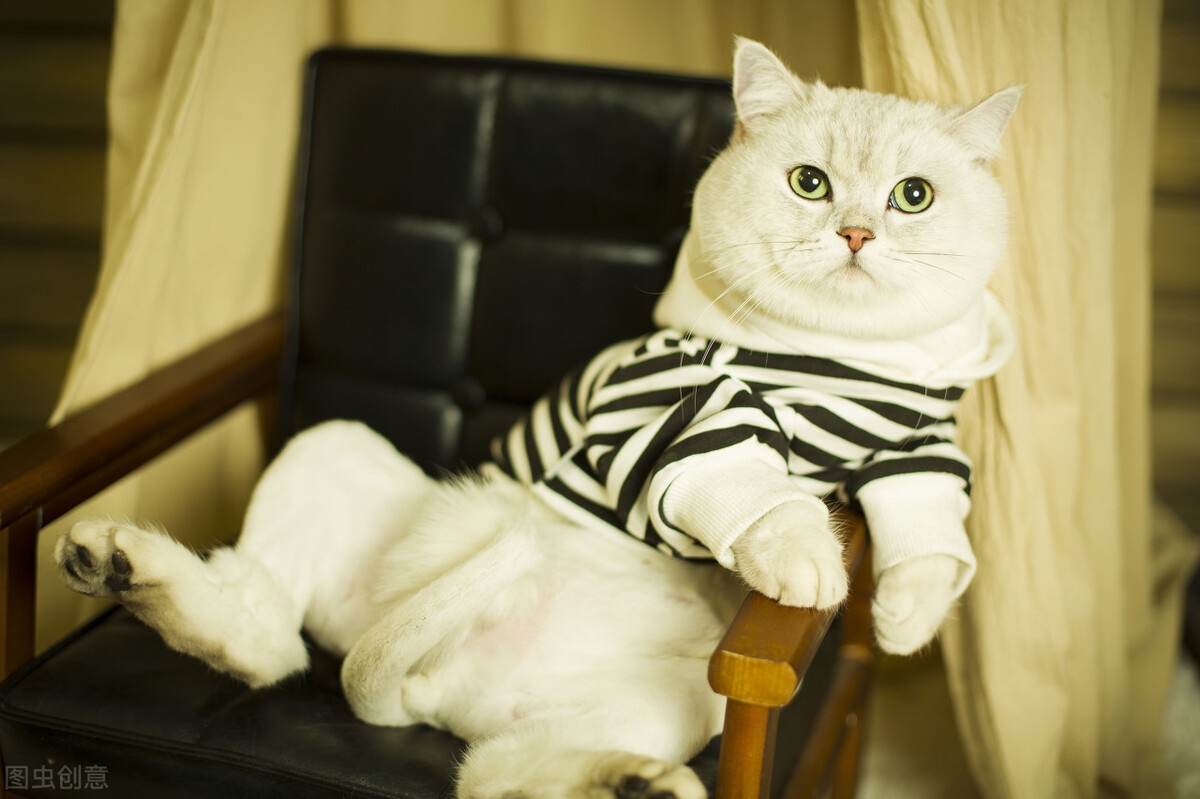 猫咪突然换主人会怎么样,猫咪换主人会想念以前的主人吗