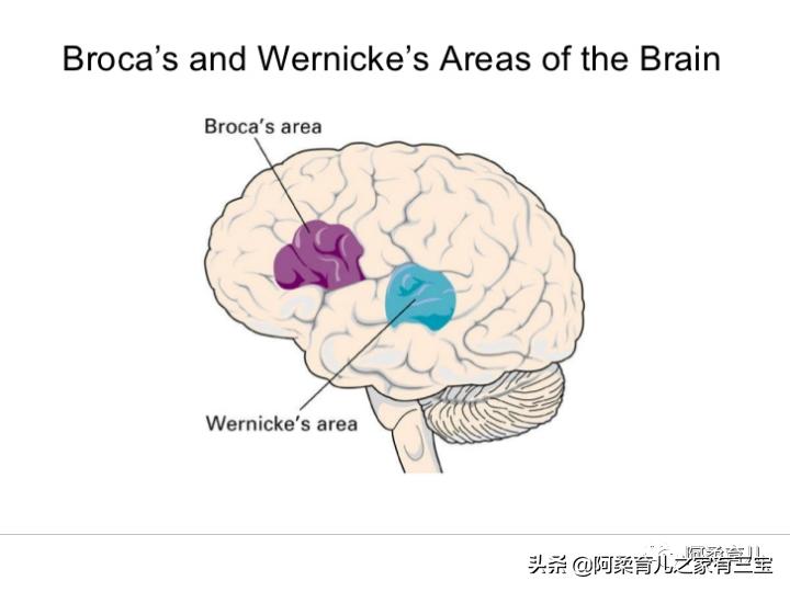 语言脑波测评,语言脑