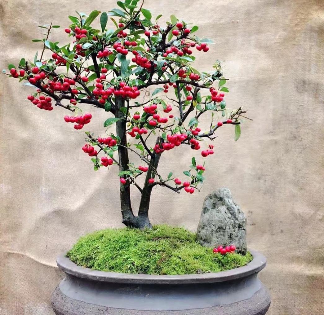 十种不适合做盆景的植物,盆景不用浇水品种