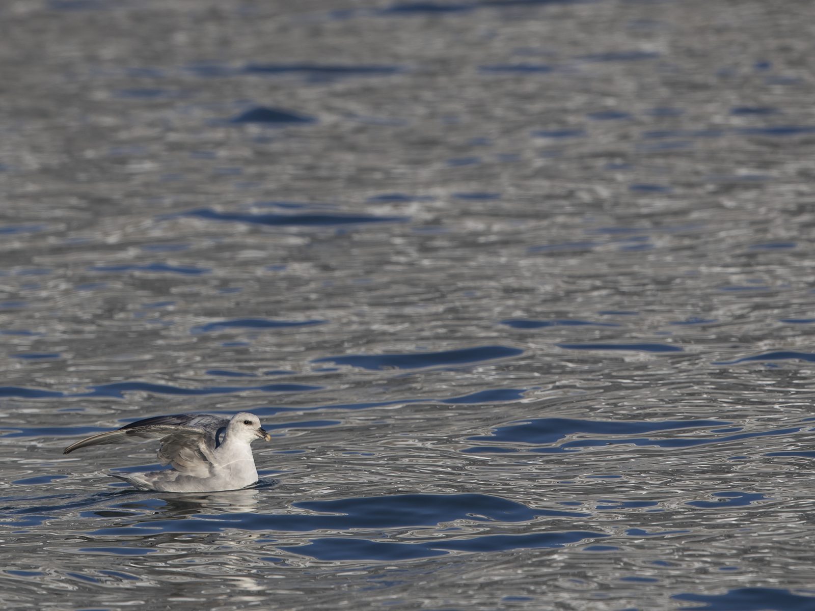 会喷毒液的鸟,会喷臭液的昆虫