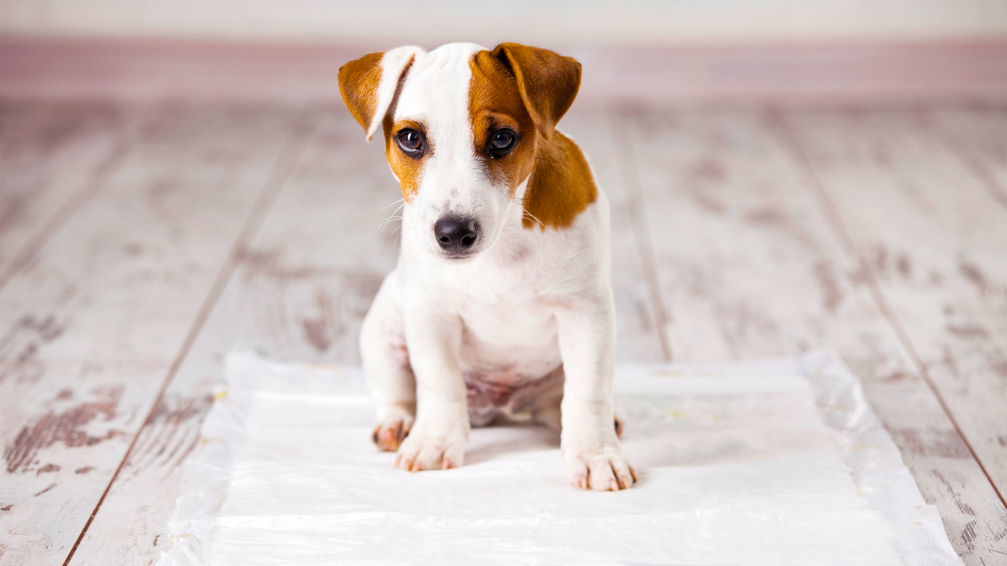 怎么教狗狗定点大小便不拉,发现狗狗乱拉怎么引导