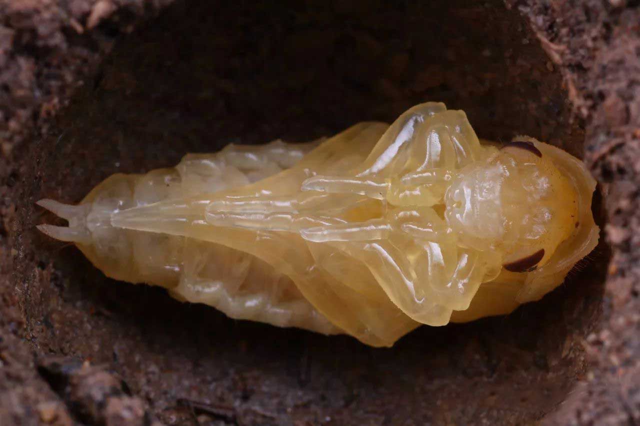 姘翠腑楝ｇ嫍,姘翠笅楝ｇ嫍