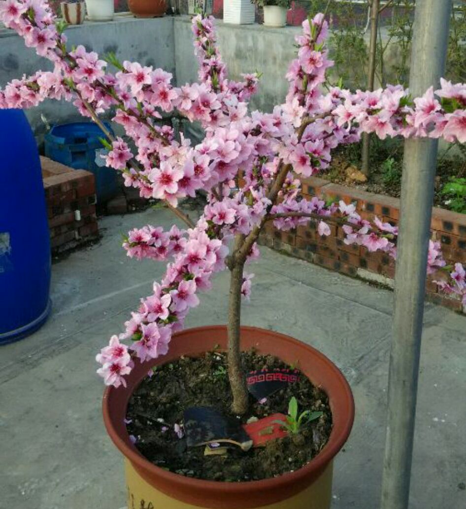 适合院里养十大最吉利树,家中宜种什么吉祥树