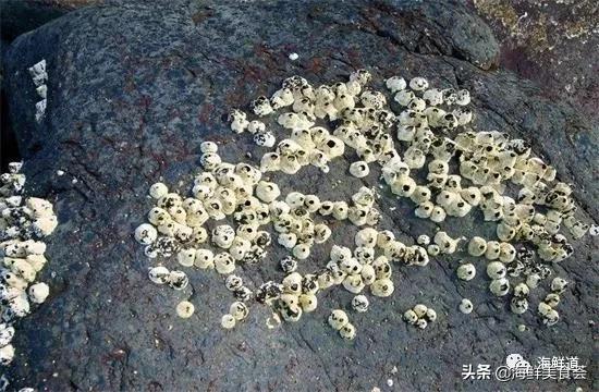 102种海鲜,营养丰富的海鲜有哪些品种