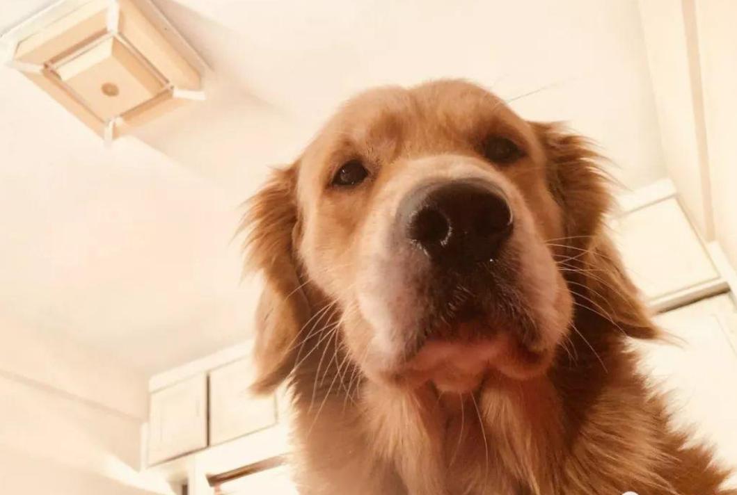 狗狗想生宝宝时会有怎样的表现,狗狗把你当成妈妈的表现