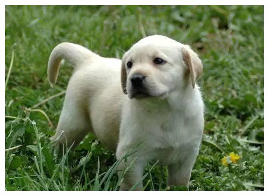 狗狗品种大全及介绍,狗狗品种大全带你走进狗狗的世界