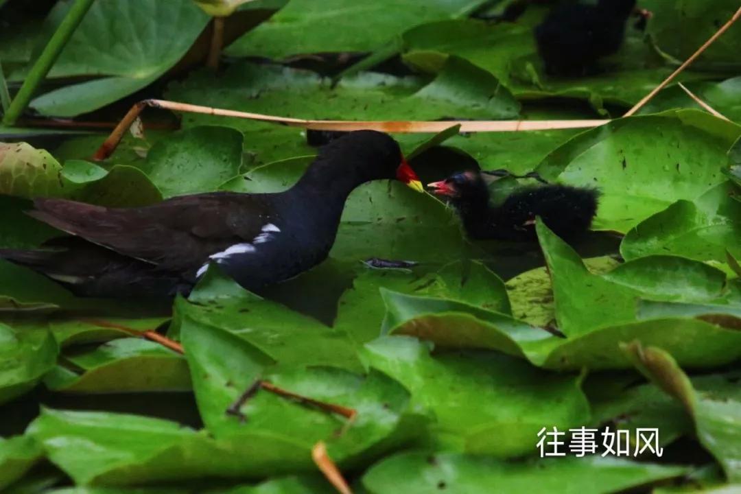 惊艳！淮阳，因为ta，美得不像“画”