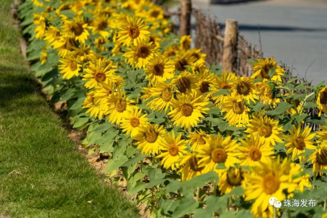 2020美到窒息！珠海的冬天，美炸了