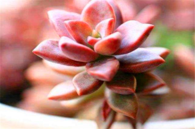 养多肉姬胧月怎么让它快速长大,姬胧月多肉怎么养护