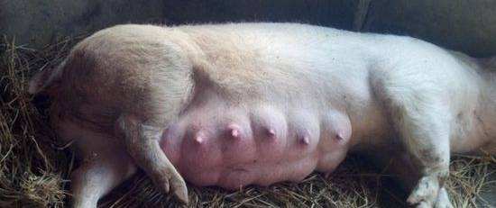 母猪难产最快的解决方法,母猪产仔难产怎样处理