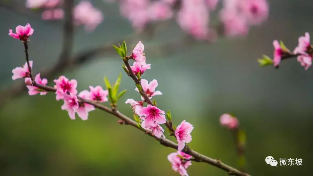 花开十五载,花开十五载筑梦新未来
