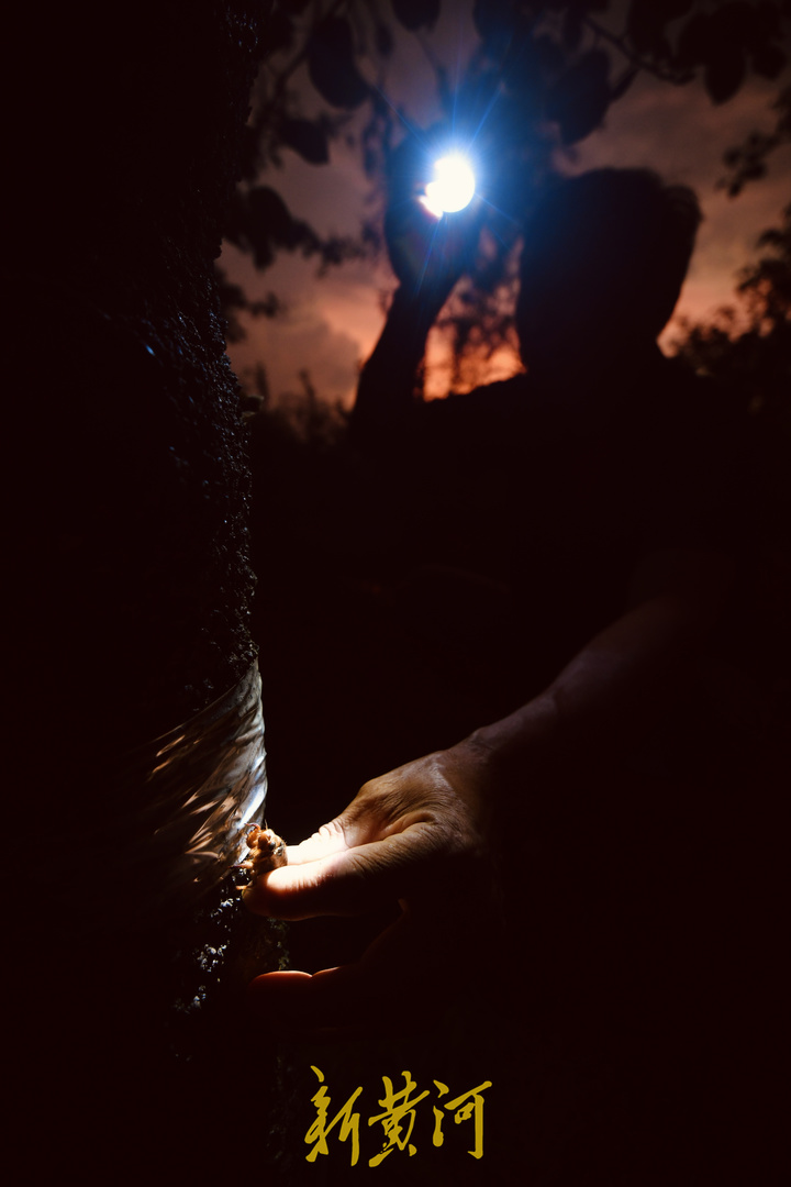 济南金蝉养殖户40天收入五六万,章丘哪里金蝉多