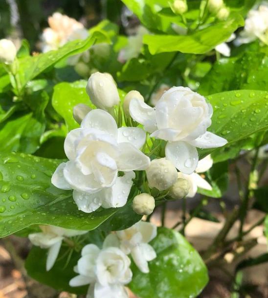 茉莉花花苞没开就掉了怎么回事,鲜切茉莉花花苞没开就掉了咋回事