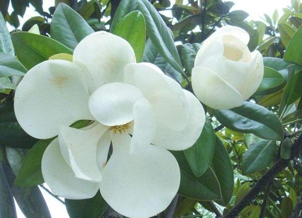 白玉兰黑叶,黑叶白玉兰救活方法