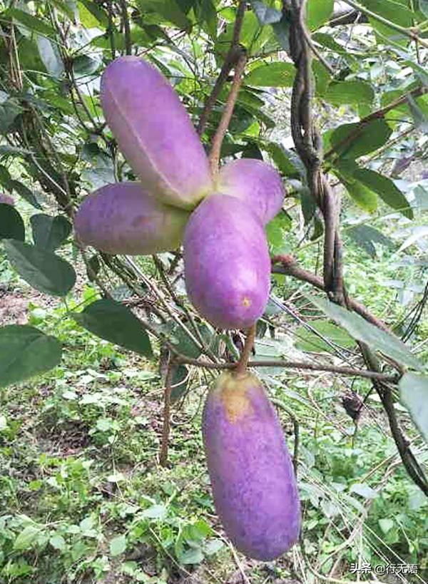 有趣的农村生活食物,农村生活农村娃农村美食