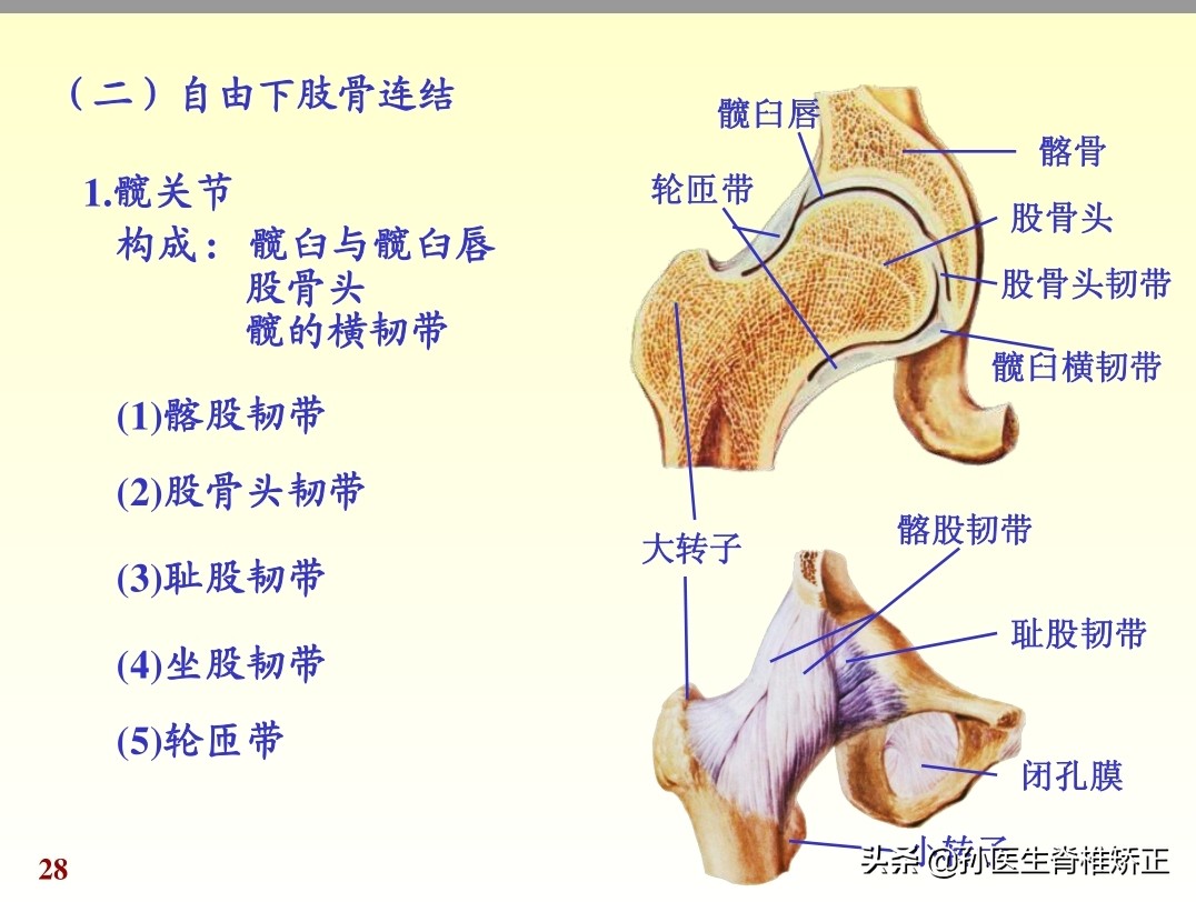 人体解剖学课件ppt,人体解剖学关节学