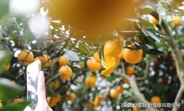 麻阳长寿冰糖橙之乡,麻阳冰糖橙中果和大果哪种好吃