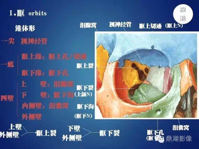 人体神经系统完整解剖图,超全神经系统解剖图近乎完美