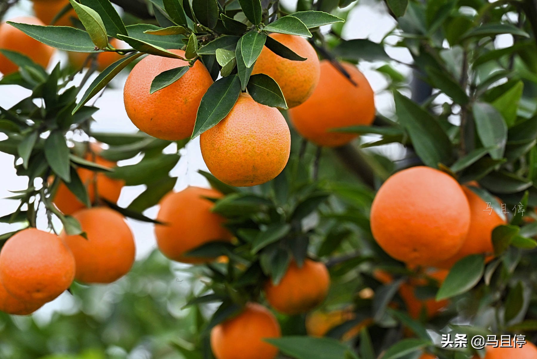 台州黄岩还有崛起的时候吗,黄岩有多强