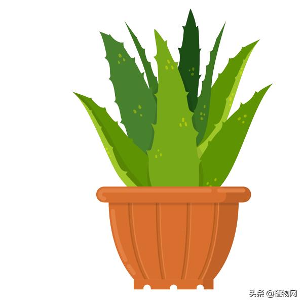 芦荟能直接抹在脸上美容吗,什么品种芦荟可以直接敷脸