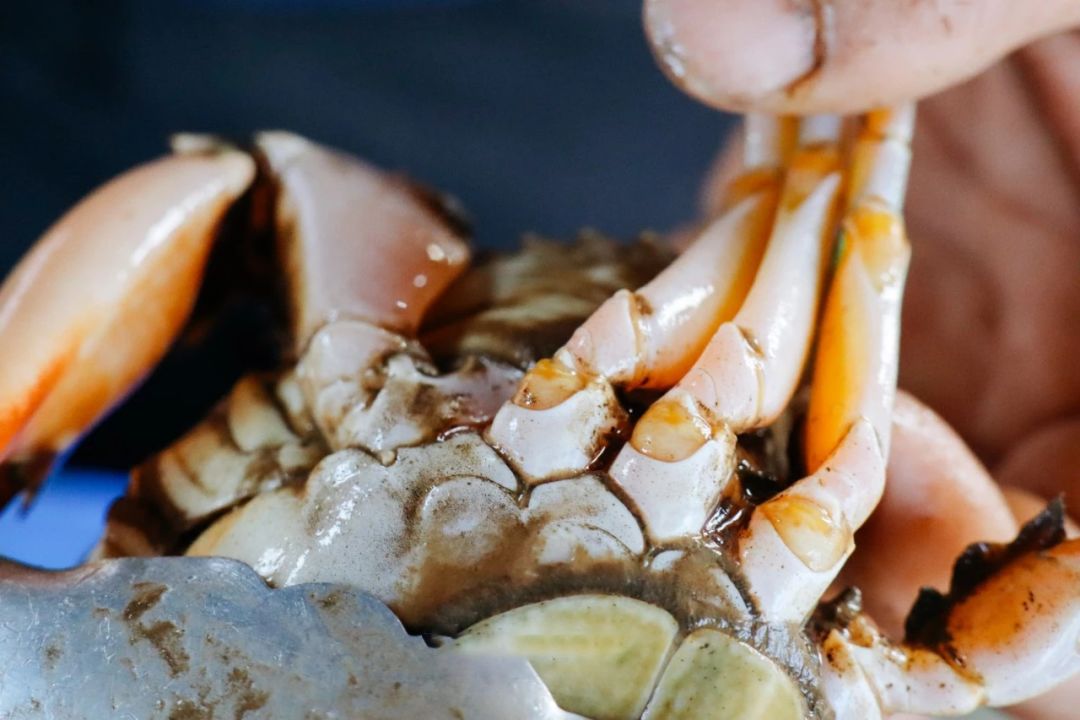 病入膏肓的吃货 (病入膏肓的美味)