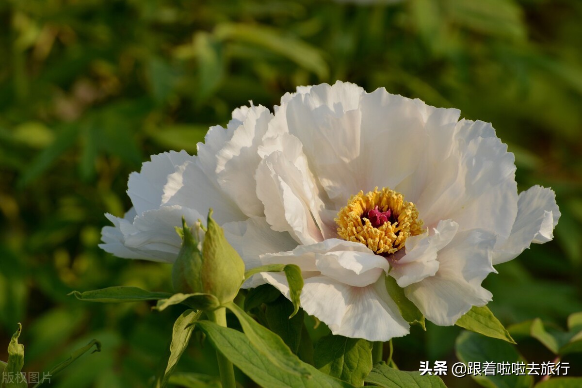 国色天香洛阳牡丹基地,牡丹国色天香品种介绍