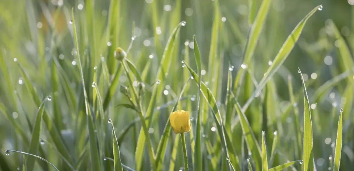 突出描写春天的作文题目,描写春天最有文采的作文题目