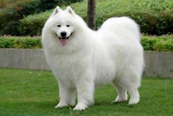 雪橇三傻不拉雪橇的萨摩耶,雪橇三傻中为什么有萨摩耶