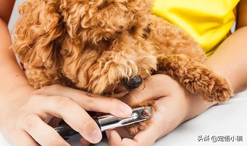 给狗狗剪指甲剪出血来怎么办,给狗狗剪指甲的时候它乱动怎么办