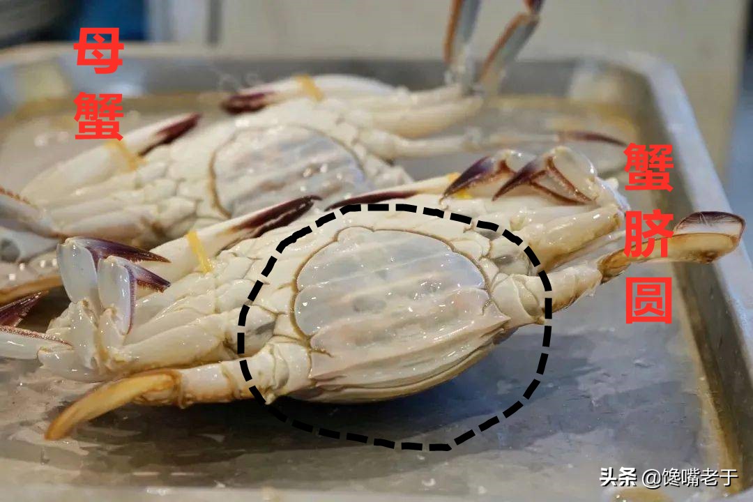 如何挑梭子蟹肥不肥,买到这种梭子蟹千万别吃不新鲜