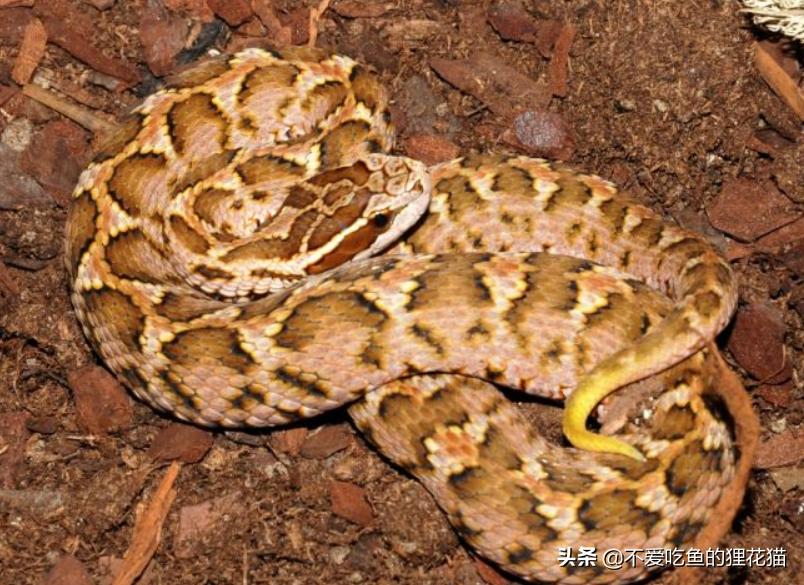 中国蝮蛇和中国蛇类图鉴,带剧毒的大型蛇类有哪些