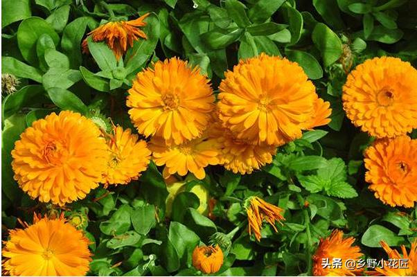 金盏菊花期怎样控制,金盏菊花开多久