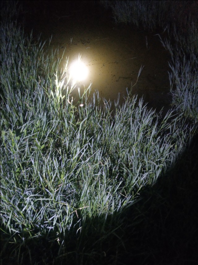 小龙虾洞一般几只龙虾,小龙虾辟谣