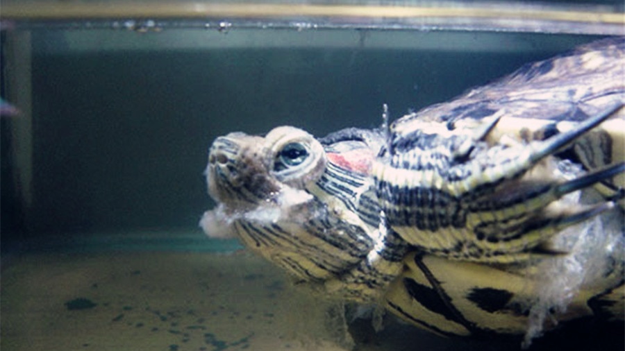 乌龟开春了眼睛睁不开怎么办,什么季节乌龟容易生病