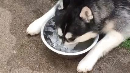 哈士奇萨摩金毛哪个好养,萨摩耶跟哈士奇阿拉斯加犬的区别