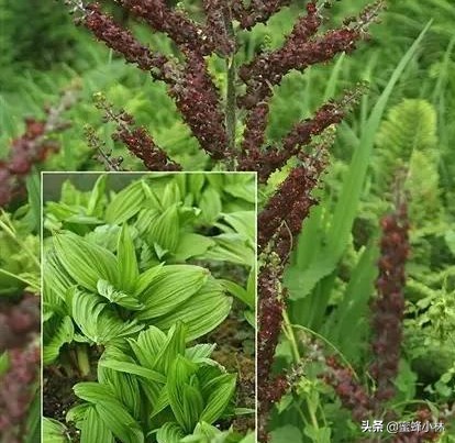 养蜂人最怕蜜蜂蛰,养蜂人最怕什么蜂