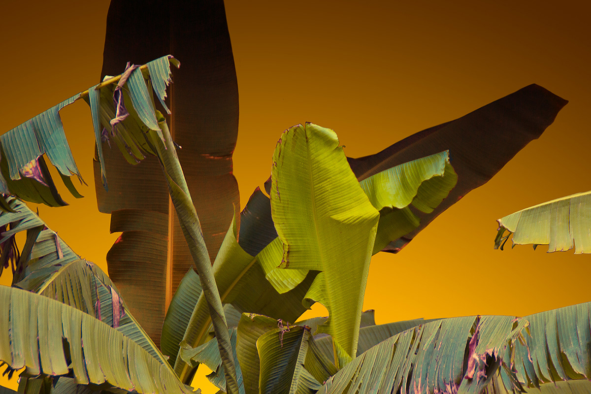 原来树叶也能这样拍,用这几个技巧树叶也能拍得这么美