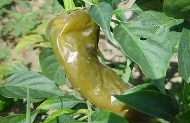 三农辣椒种植四忌要牢记,辣椒用药防治病害时间表
