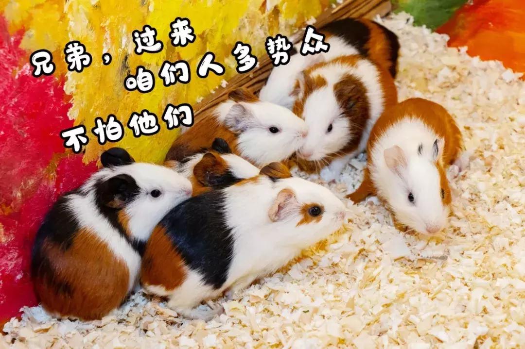 19.9包邮毛绒羊驼,羊驼9.9元秒杀直播