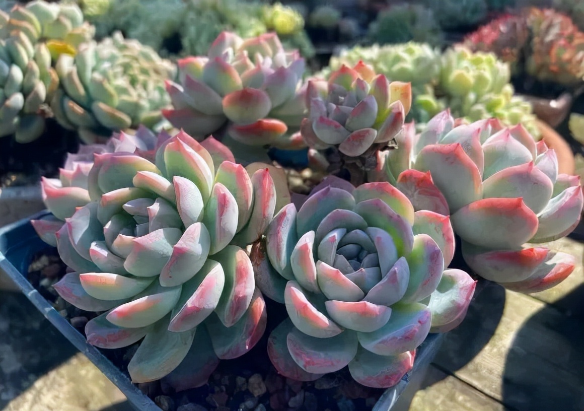 又到了晒肉的季节了,浙江一年一度晒肉季