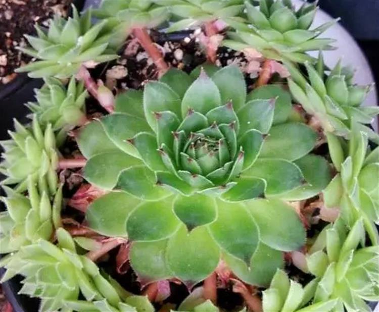 多肉穿裙子了是咋回事,观音莲多肉穿裙子了怎么拯救