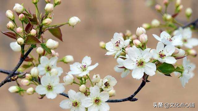 惜春词寂寞空庭春欲晚,空庭寂寞春欲晚插曲