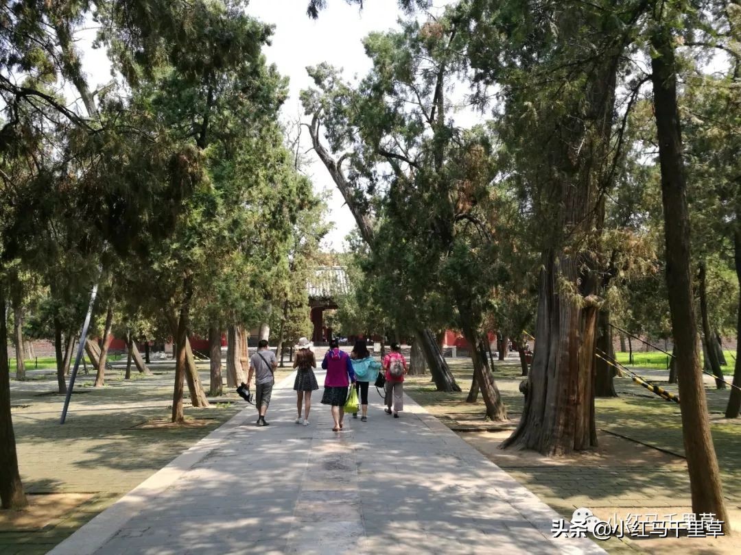 曲阜孔府孔庙孔林历史背景,曲阜孔府孔庙孔林一游