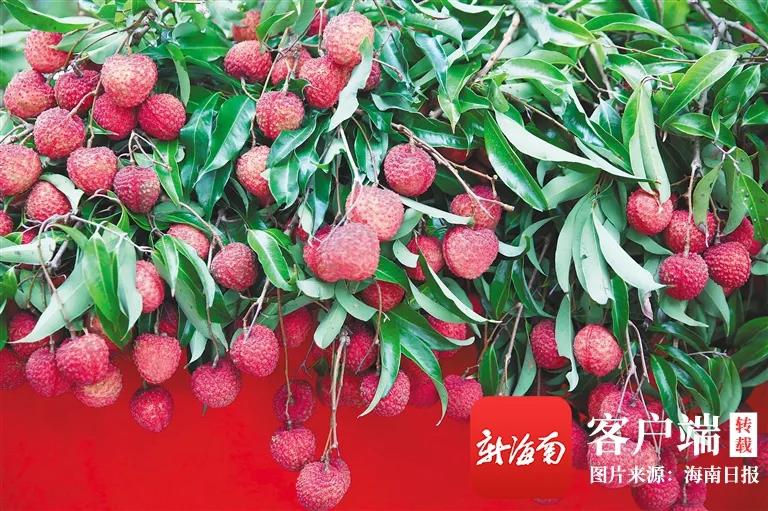 今日小满，遇见初夏！这个季节海南有哪些水果可以吃到爽？