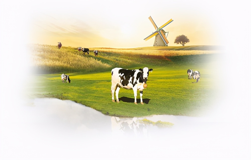 海普诺凯1897以爱之心，打造高端贵族品质