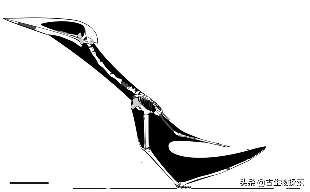 巨型翼龙视频,超大型翼龙