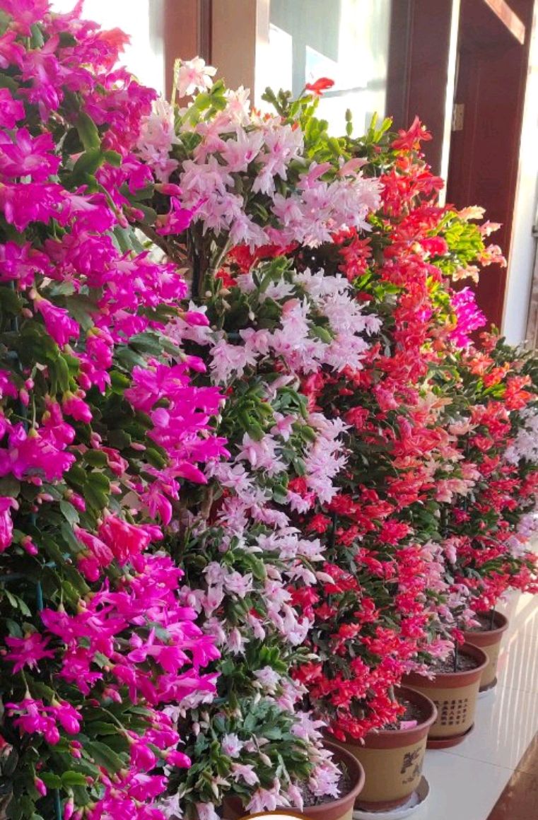 这“38种花”，当你开始收集品种时，你已入坑颇深