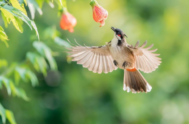 索尼alpha9ii上手初体验,索尼alpha9