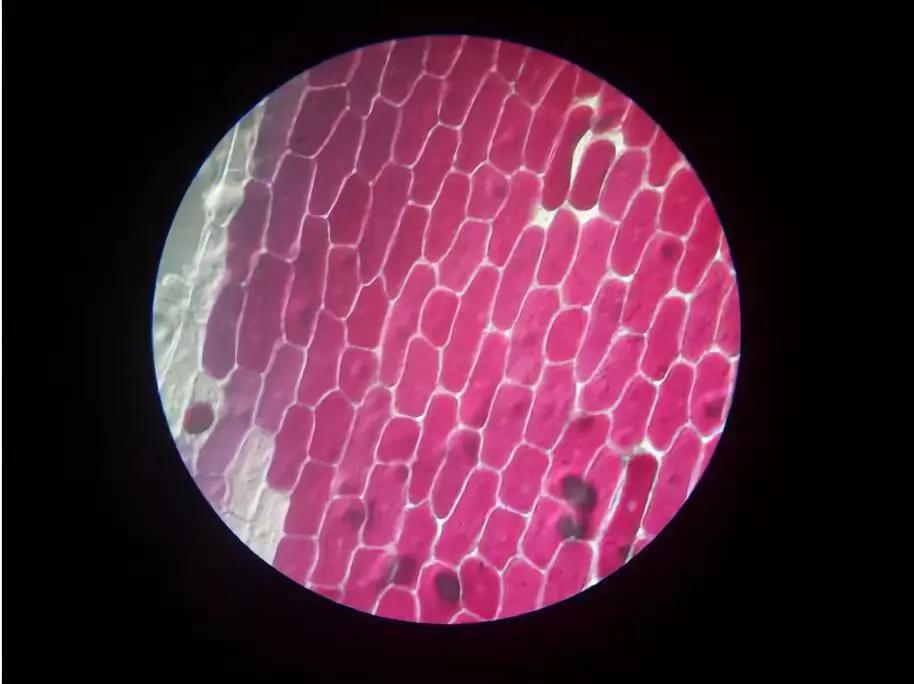 能放大1万亿倍的显微镜,只有一个长筒目镜的显微镜