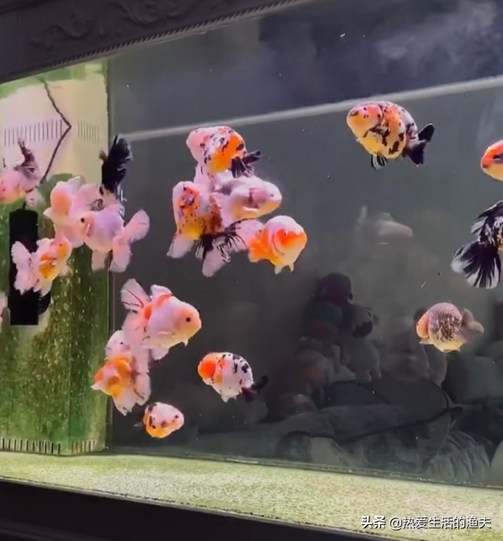 兰寿金鱼怎么喂长得快,金鱼怎么喂长得快